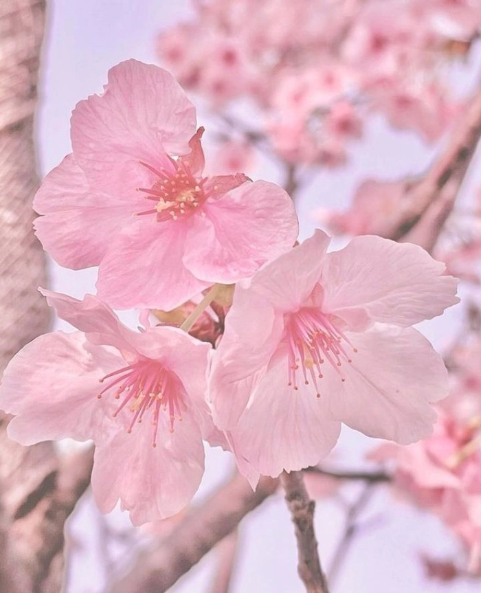 sakura flower pfp