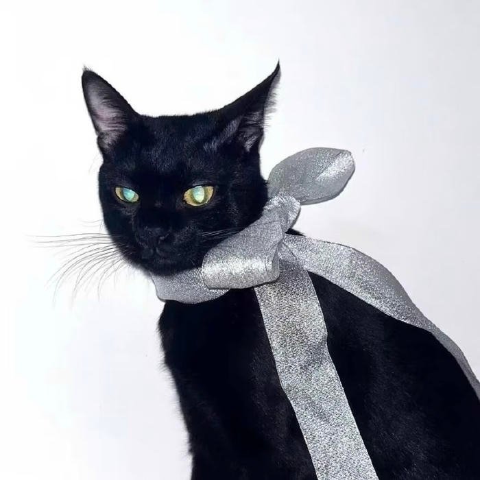 simple aesthetic black cat pfp for icons