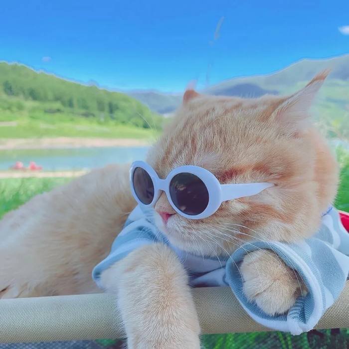 simple cat profile image cute cat pfp