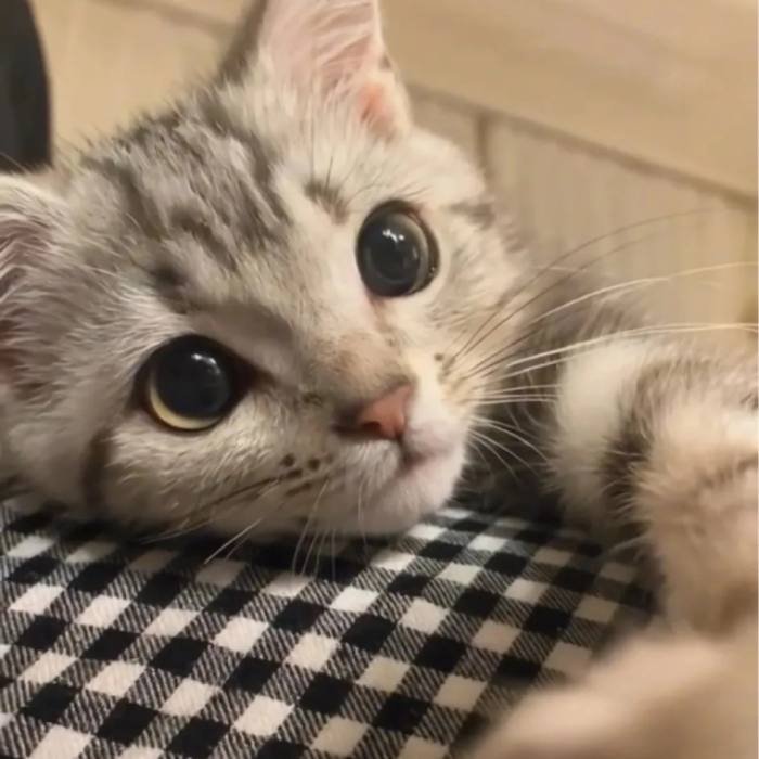 sleepy eyes cute cat pfp image