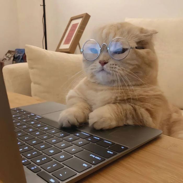 soft pastel cute cat pfp portrait