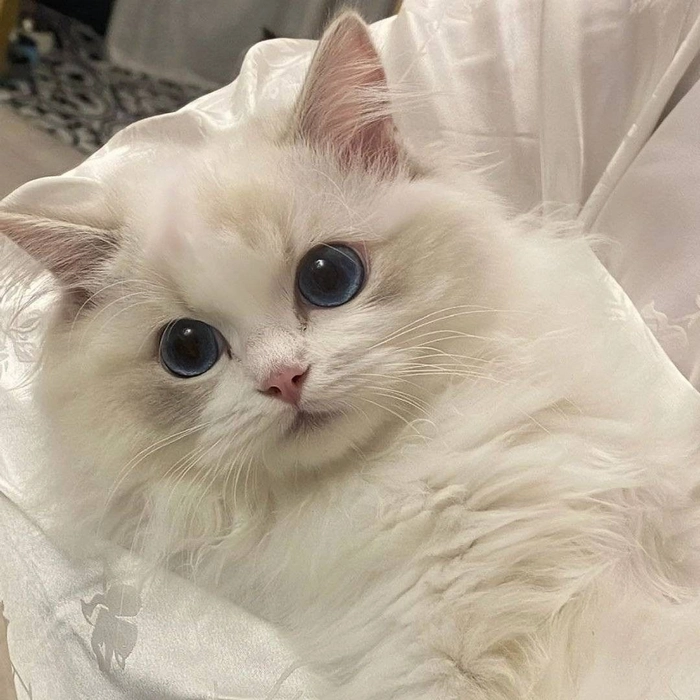 white cat blue eyes pfp