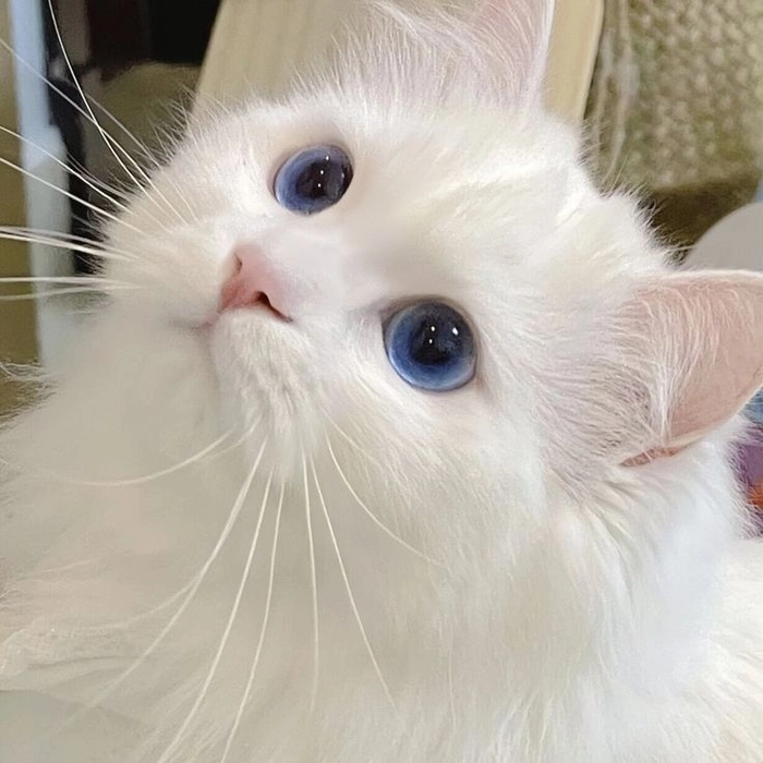 white cat blue eyes pfps