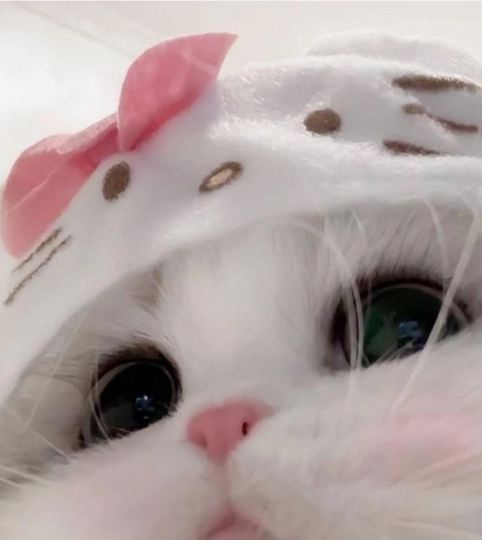 white cat matching pfp