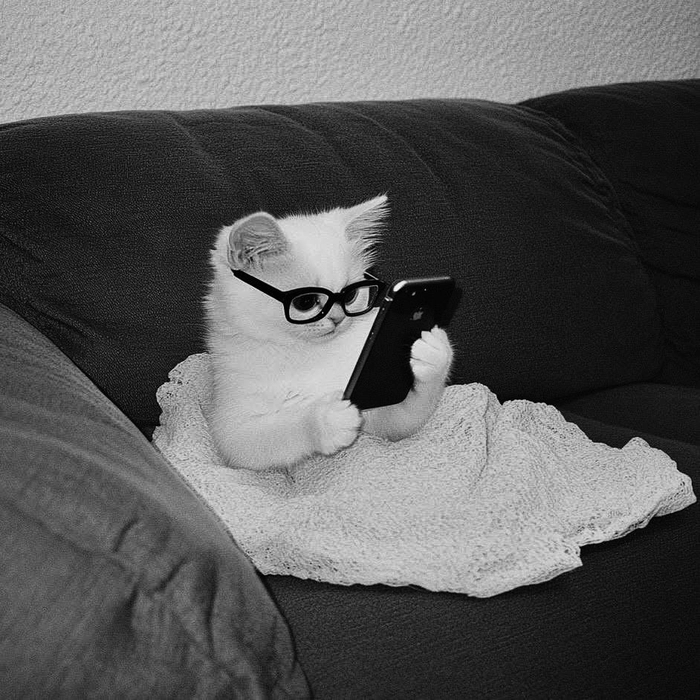 white cat pfp aesthetic