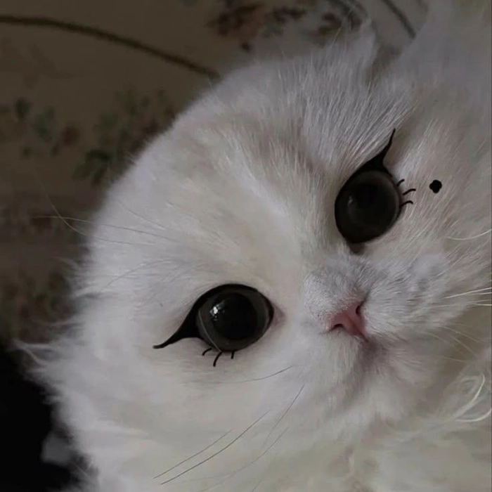 white cat pfp discord