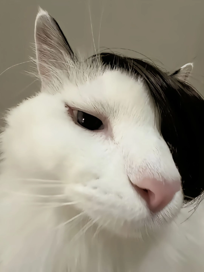 white cat pfp meme