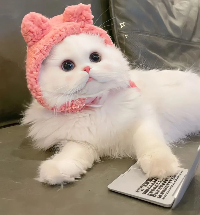 white cat pfp