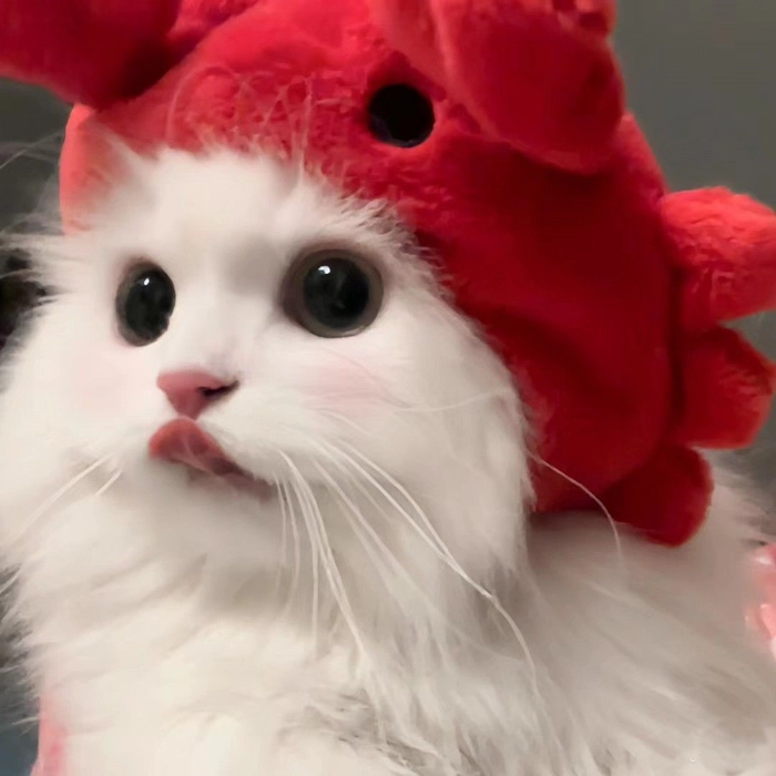 white cat pfps