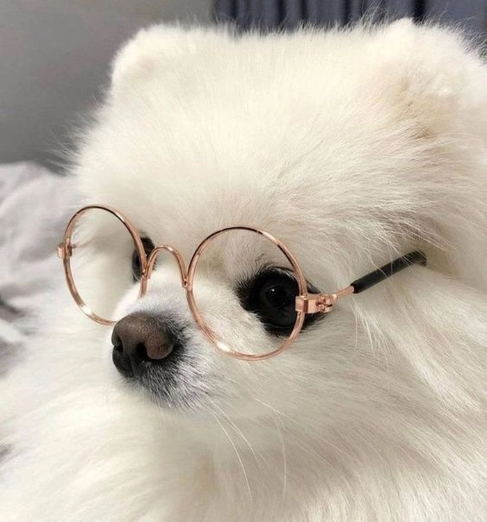 white dog pfp