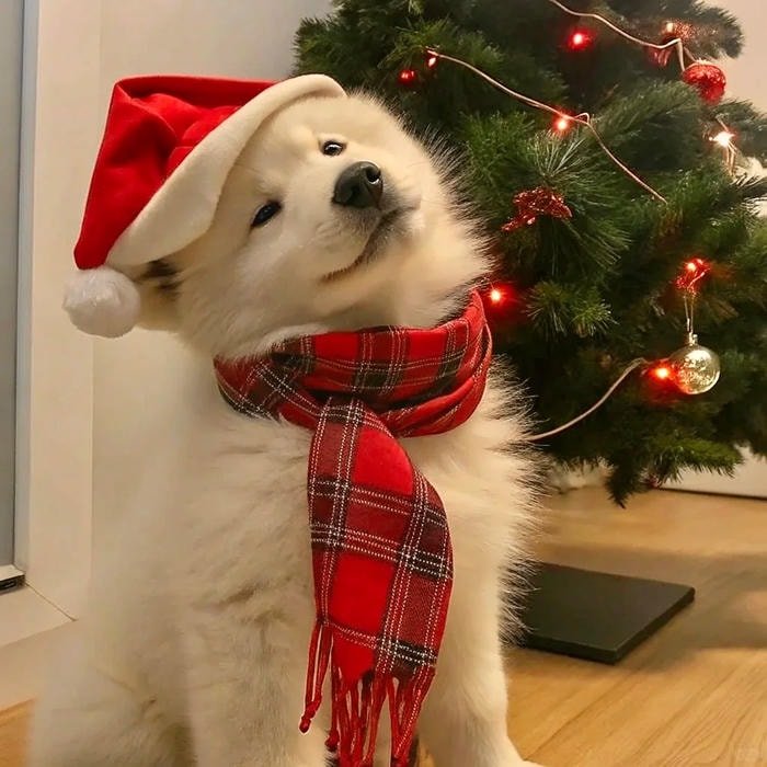 Christmas cozy vibes