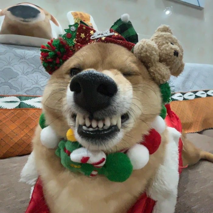 Christmas kawaii pfp