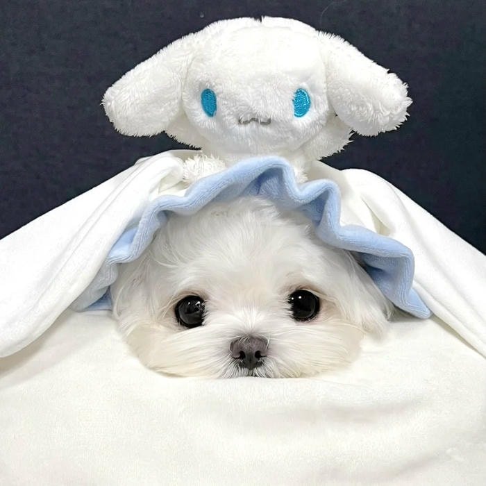 Cinnamoroll pastel icon