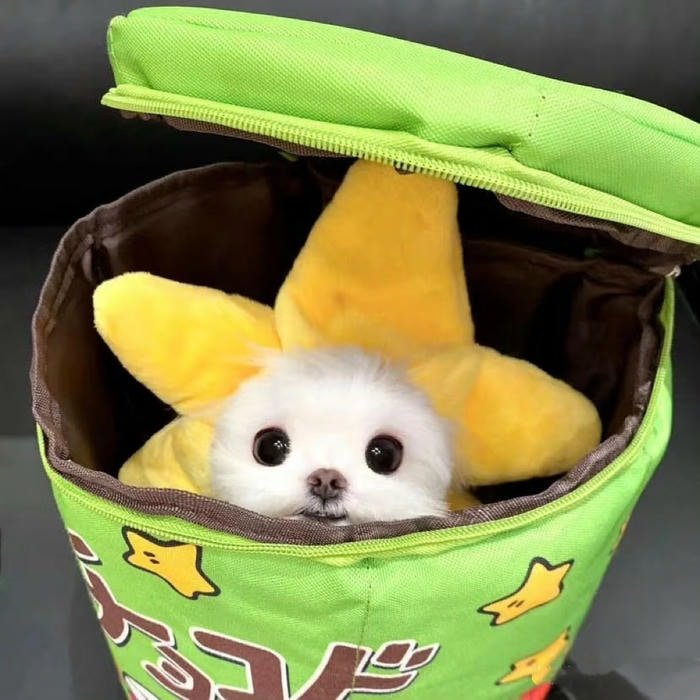 aesthetic pastel pfp