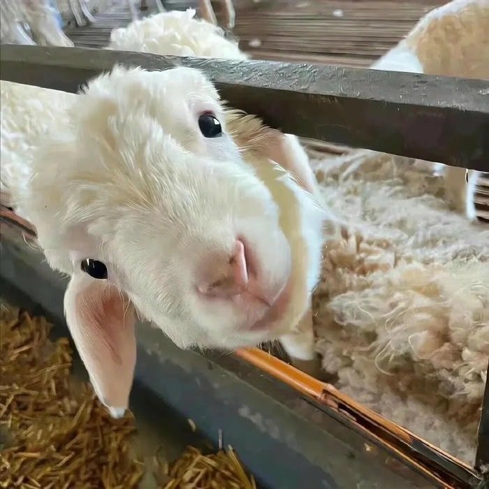 ảnh anime troll mặt