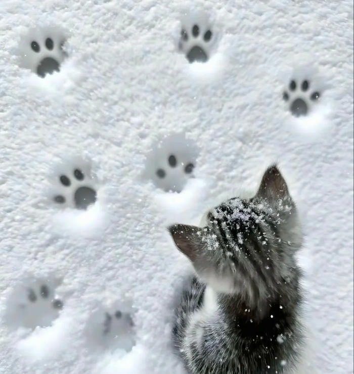 ảnh avatar mùa đông dễ thương