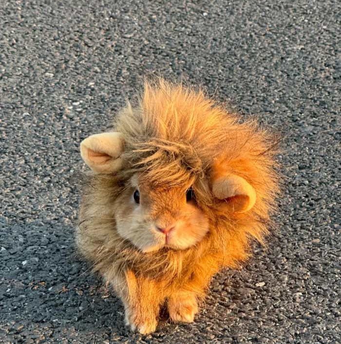 bunny simple aesthetic