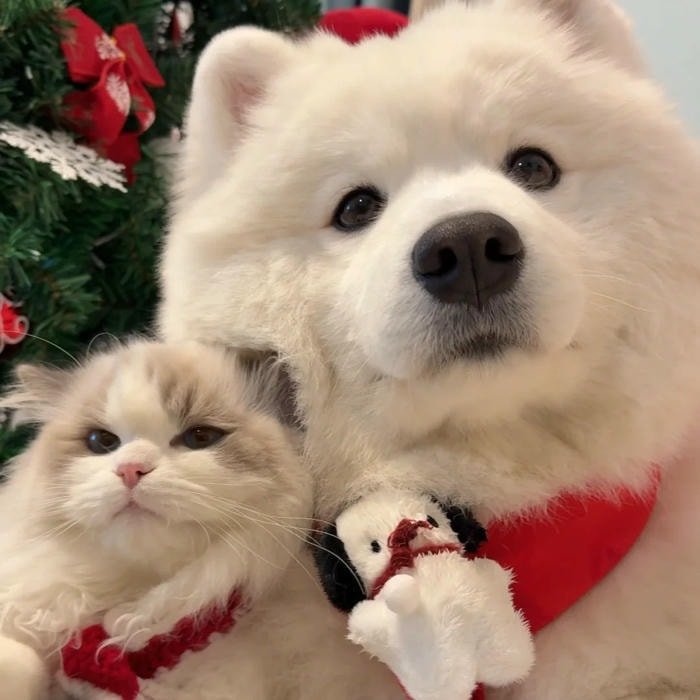 cute holiday portrait