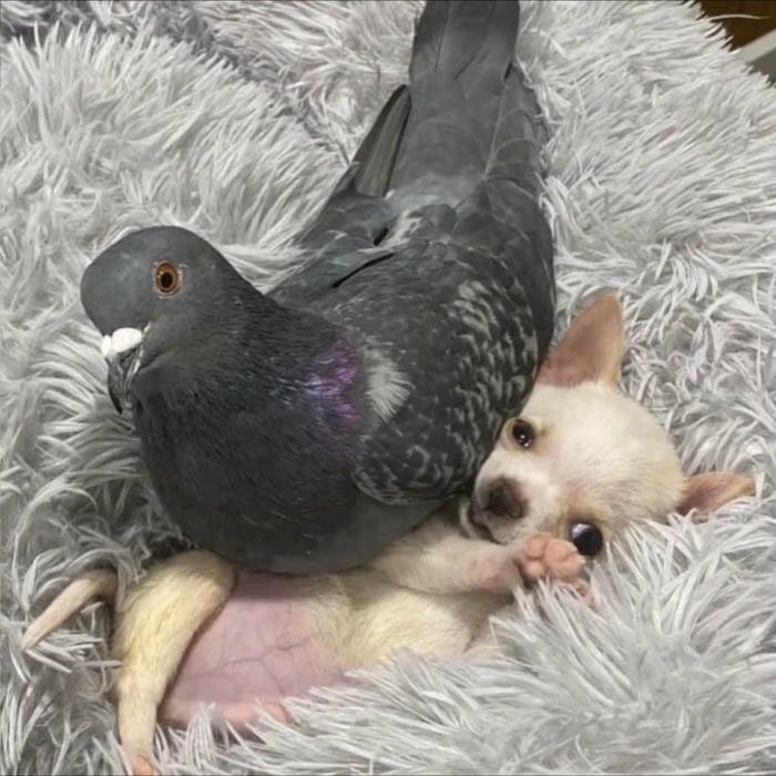 cute preppy style pfp