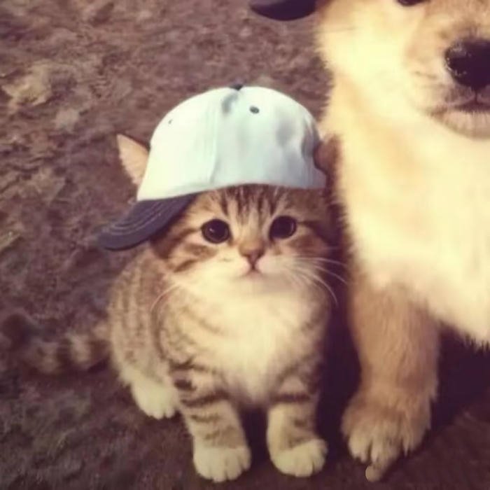 matching cute dp for couples girl