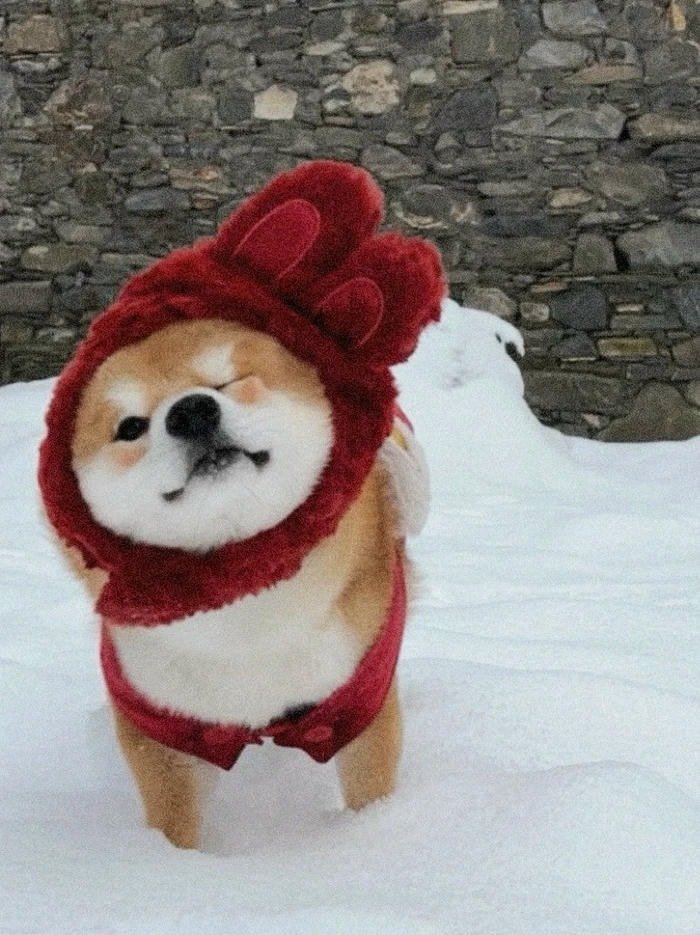 pfp cute trong mùa lạnh