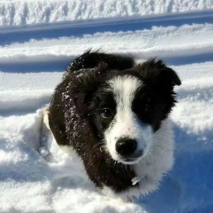 pfp cute trong tuyết