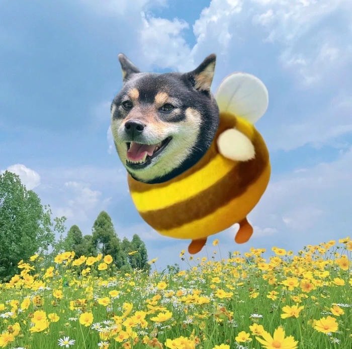 pfp ong đội vương miện