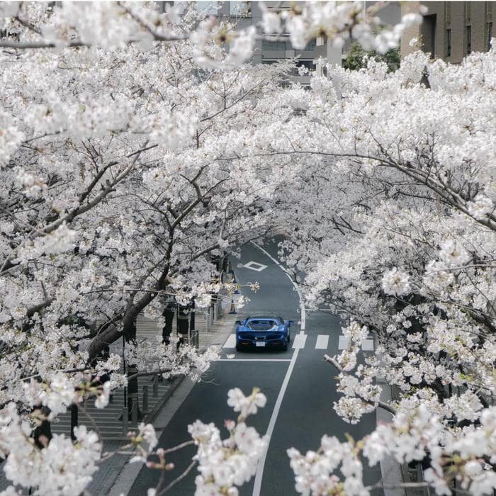 Subtle zen japanese aesthetic avatar