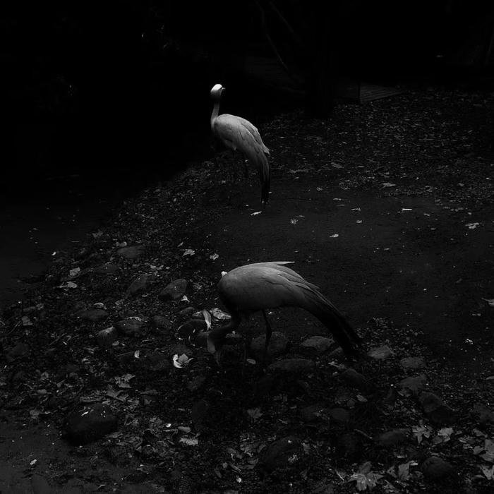 aesthetic black pfp designed for minimal mood