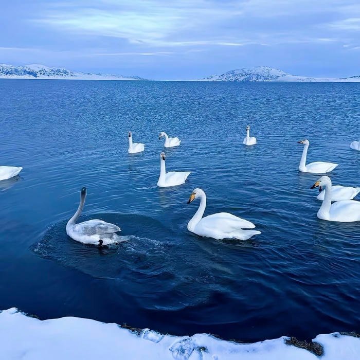 aesthetic winter pfp capturing soft icy feelings