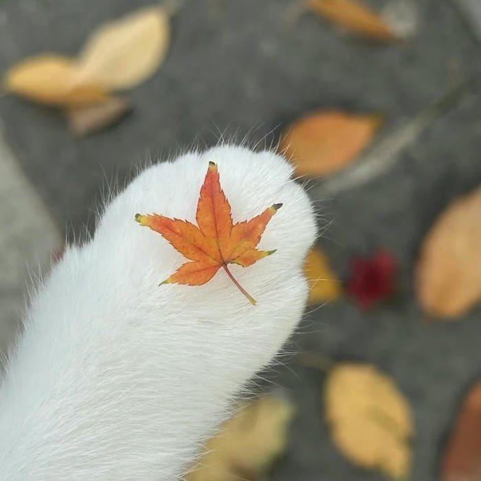 cozy light aesthetic orange pfp vibe