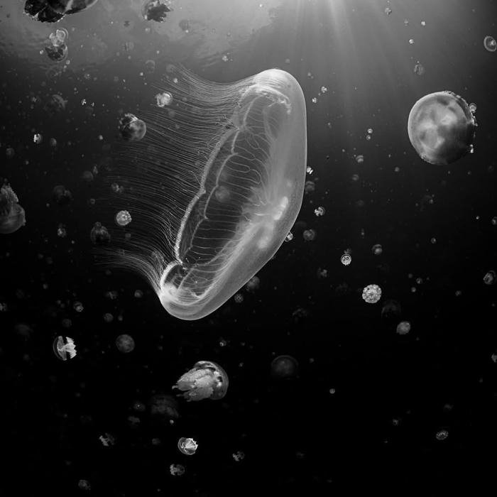 ocean expanse filling aesthetic profile background