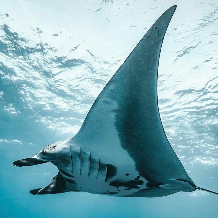 ocean light refraction creating visual profile depth