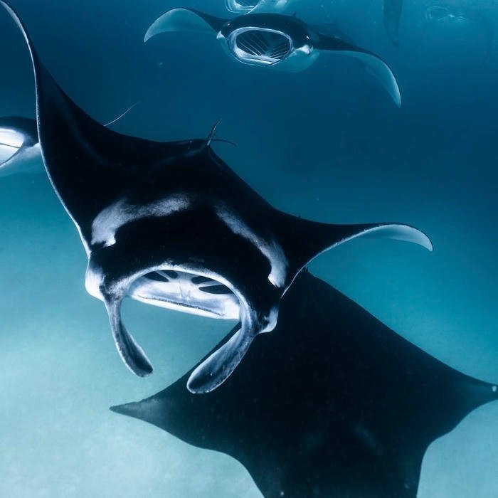 ocean negative space forming profile picture layout