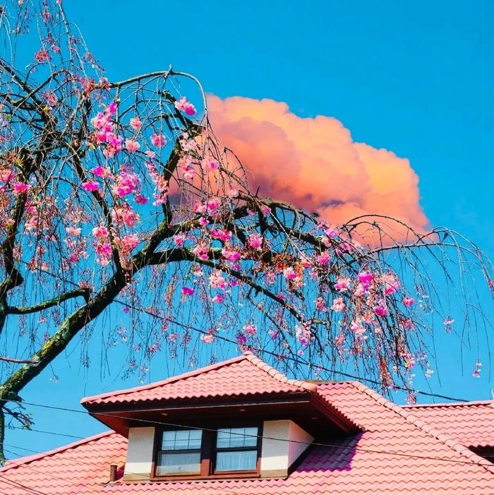 quiet pastel avatar styled soft aesthetic pfp