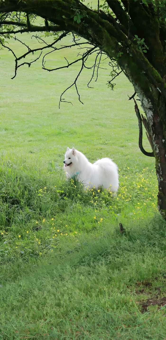 refined pfp aesthetic wallpaper visual tone