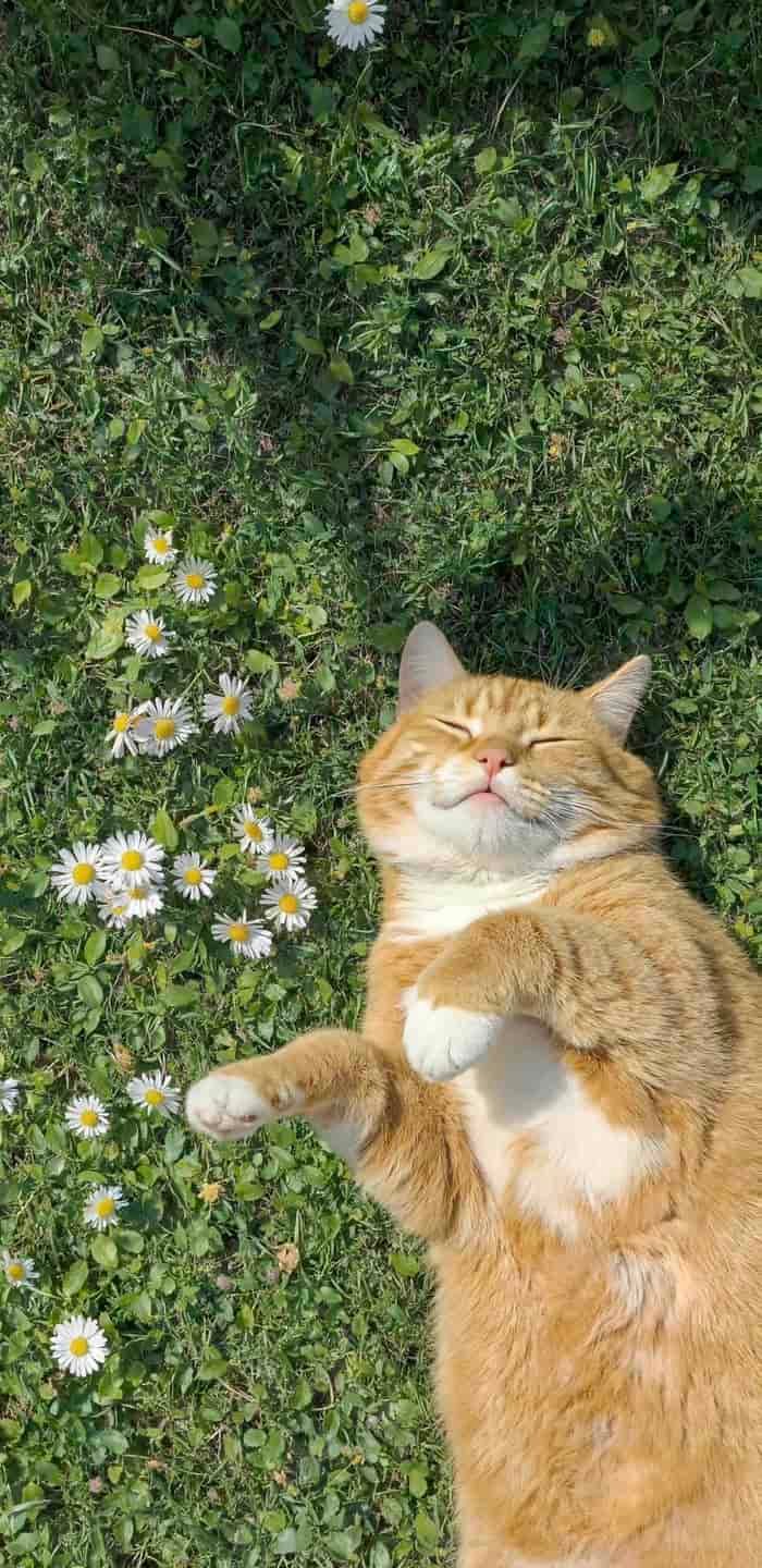 serene mood pfp aesthetic wallpaper background