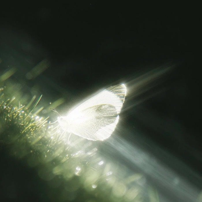 smooth pastel portrait soft aesthetic pfp