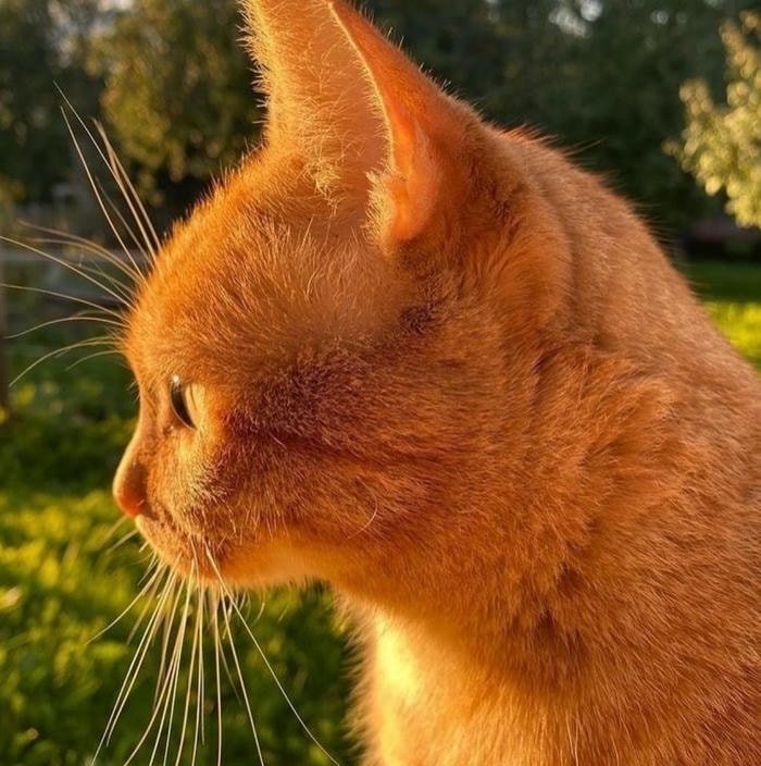 sunny light orange pfp aesthetic mood