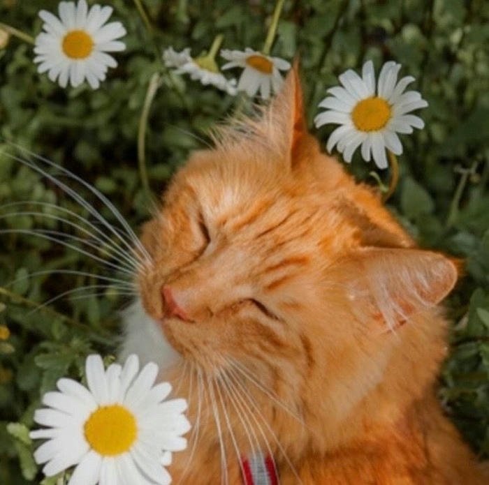 warm coral aesthetic pfp orange style