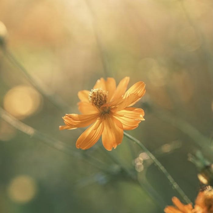 warm daylight pfp orange aesthetic look