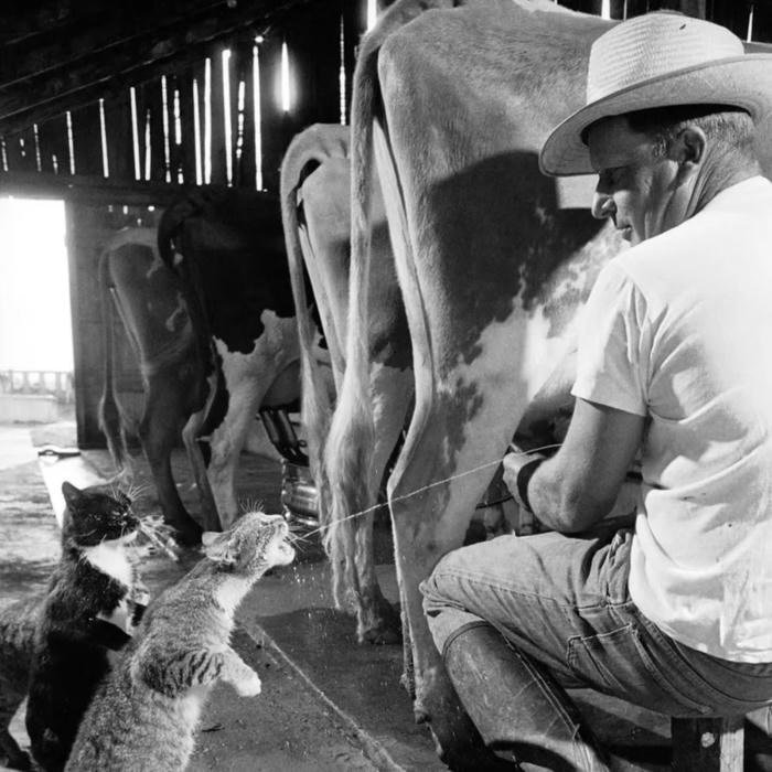 A playful profile direction using funny aesthetic pfp