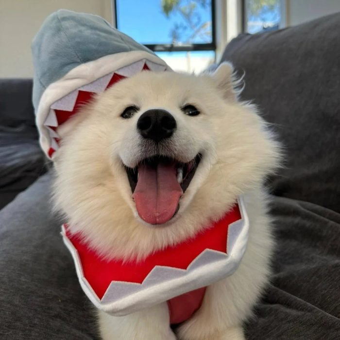 a lovable puppy look from cute dog pfp style