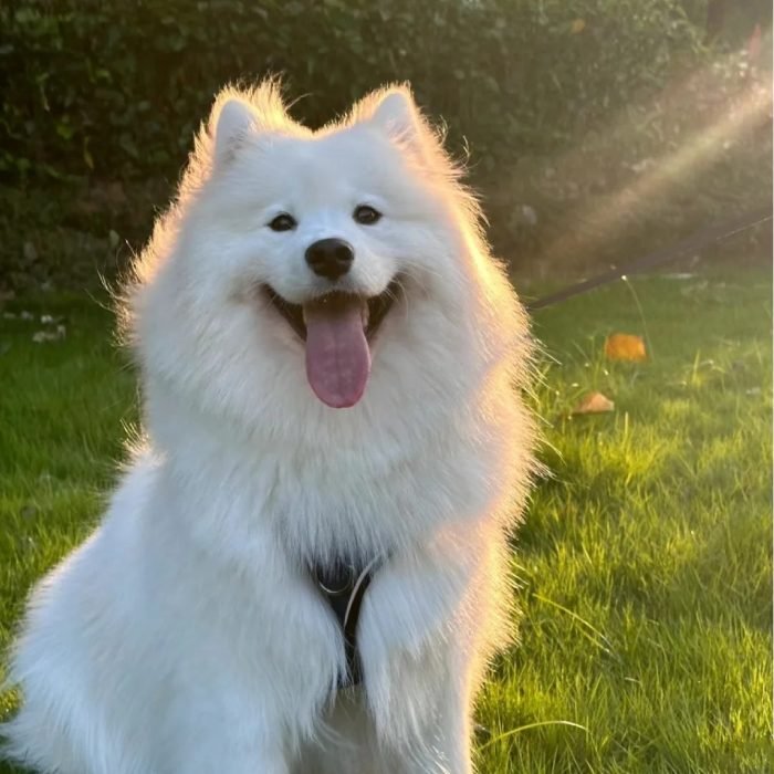 a smiling puppy portrait cute dog pfp