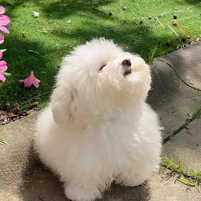 a sweet dog portrait from cute dog pfp profile