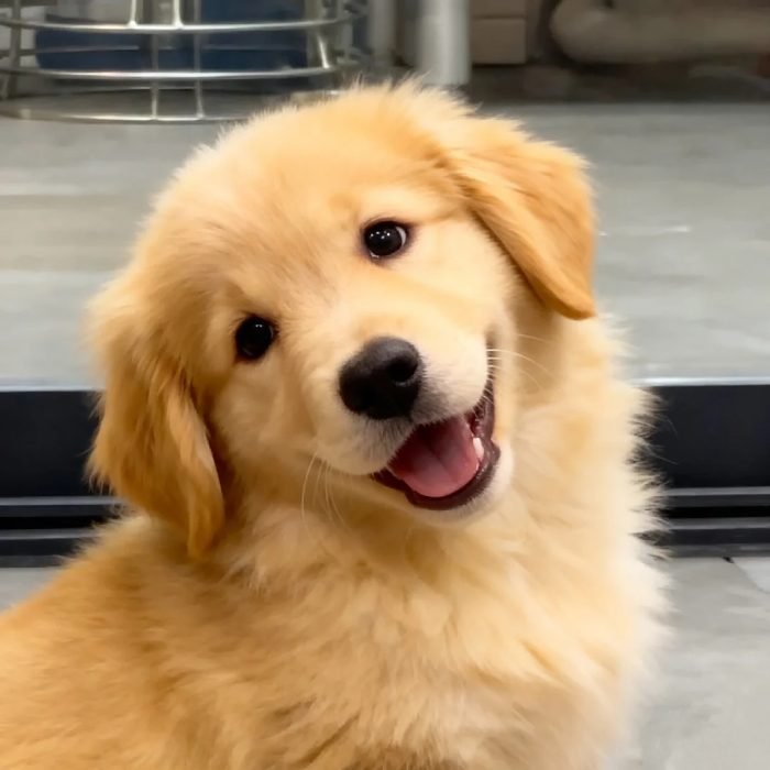 a warm and adorable look cute dog pfp
