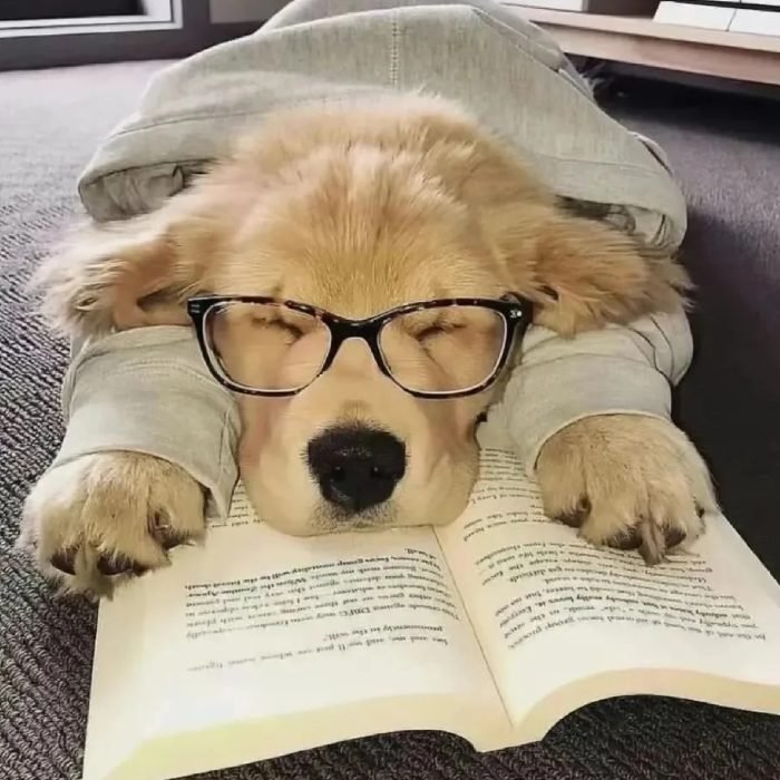 a warm cozy feeling from cute dog pfp look