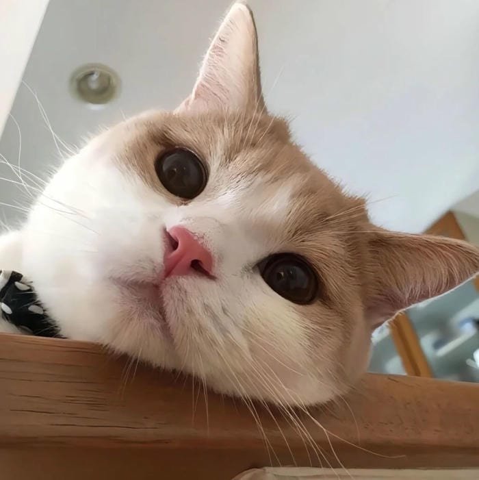 adorable kawaii pfp cute vibe