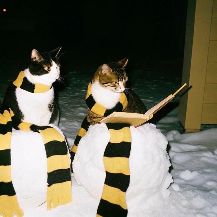 aesthetic pfp normal popular with everyday users