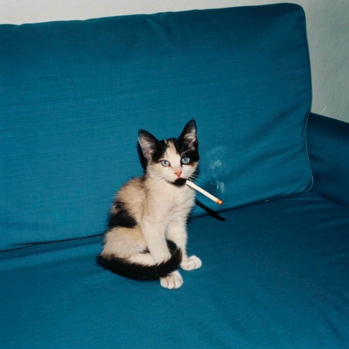 aesthetic pfp normal used for casual online accounts